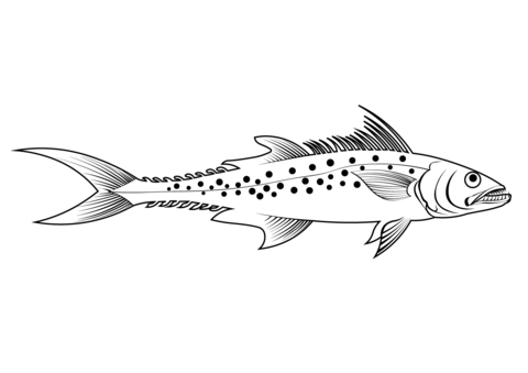 Indo Pacific King Mackerel (Scomberomorus Guttatus) Coloring Page